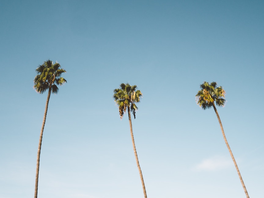 Palm Tree Photography